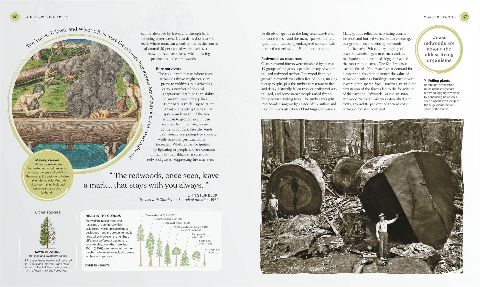 thumbnail image 2 of Tree Hunting By Paul Wood – Hardback Book (New, 2025) – 9780241502051 2 of 5