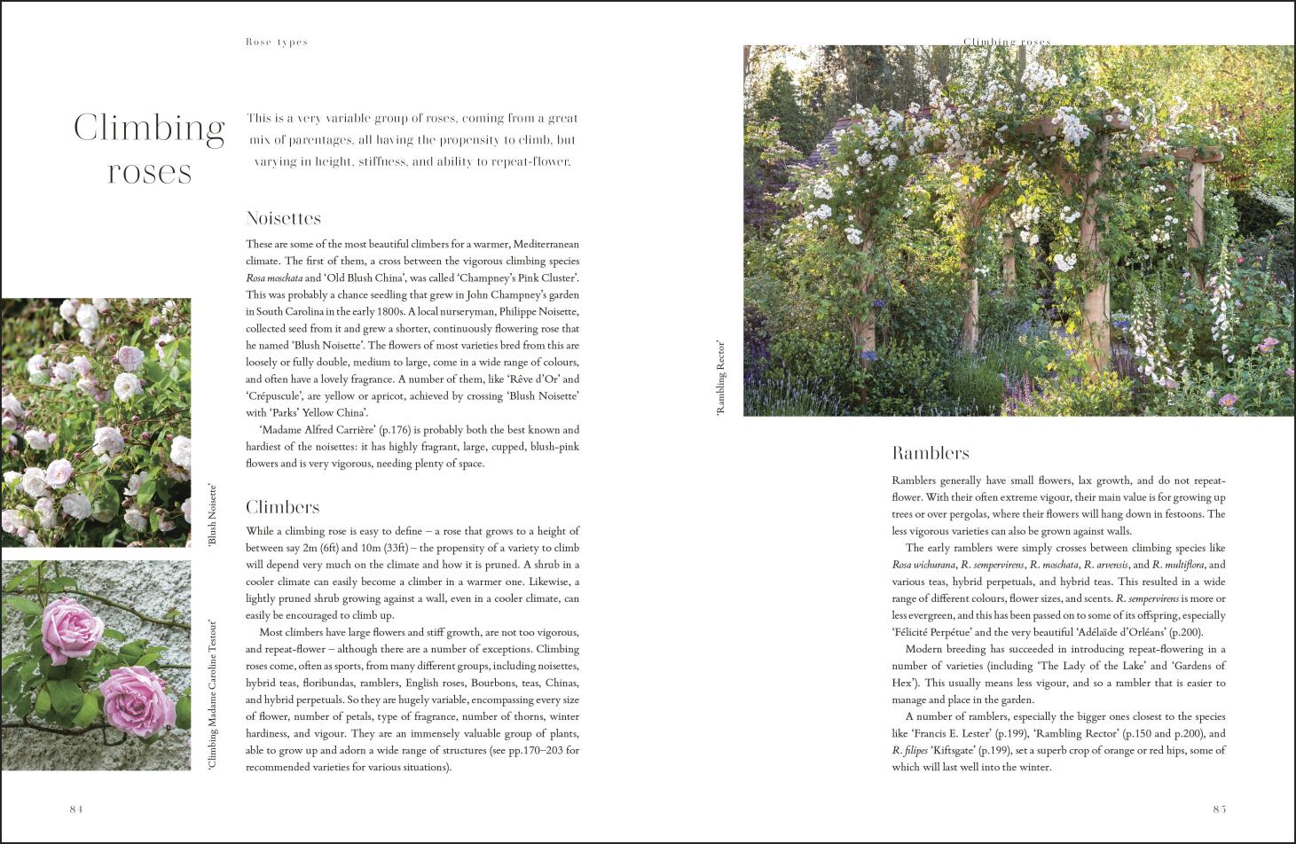 RHS Roses – Nhà sách tiếng anh online | Books for everyone